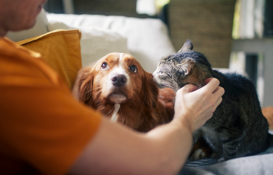 健康のために腸内環境が大切なのは人間だけじゃない!?愛犬/愛猫にも効果が認められた腸活
