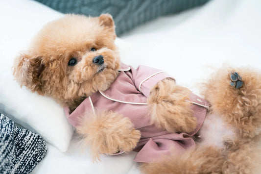 愛犬・愛猫の「腸活」、ごはんにひとさじ足すだけで始めてみる
