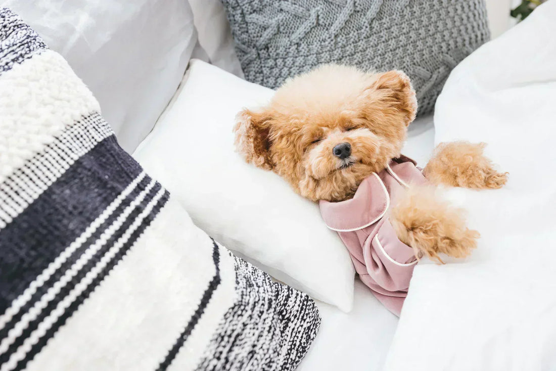 犬の皮膚病・アトピーの治し方｜ドッグフードとケストースで自然に改善する方法